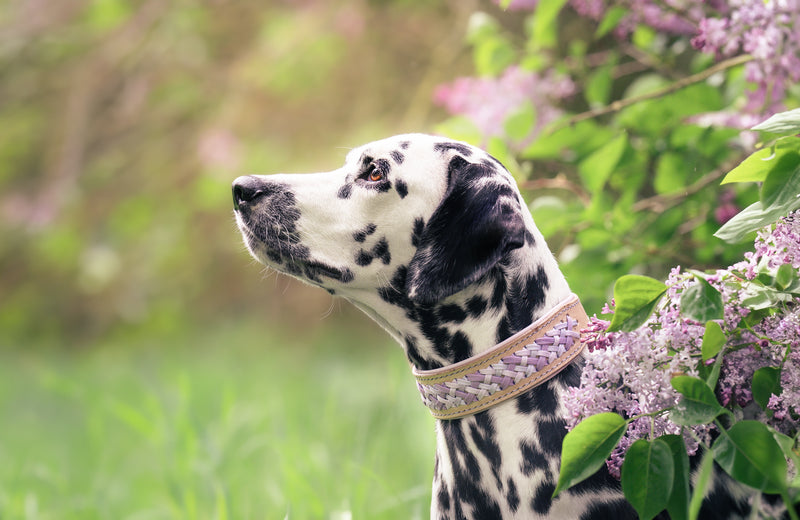 "Harmony" Halsband aus der BLOOM Kollektion
