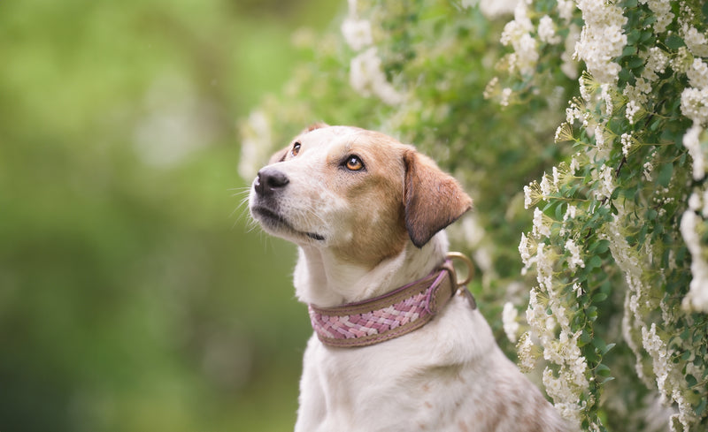 "Harmony" Halsband aus der BLOOM Kollektion